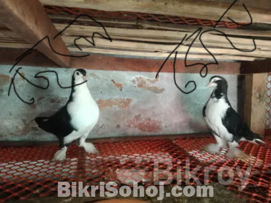 কবুতর